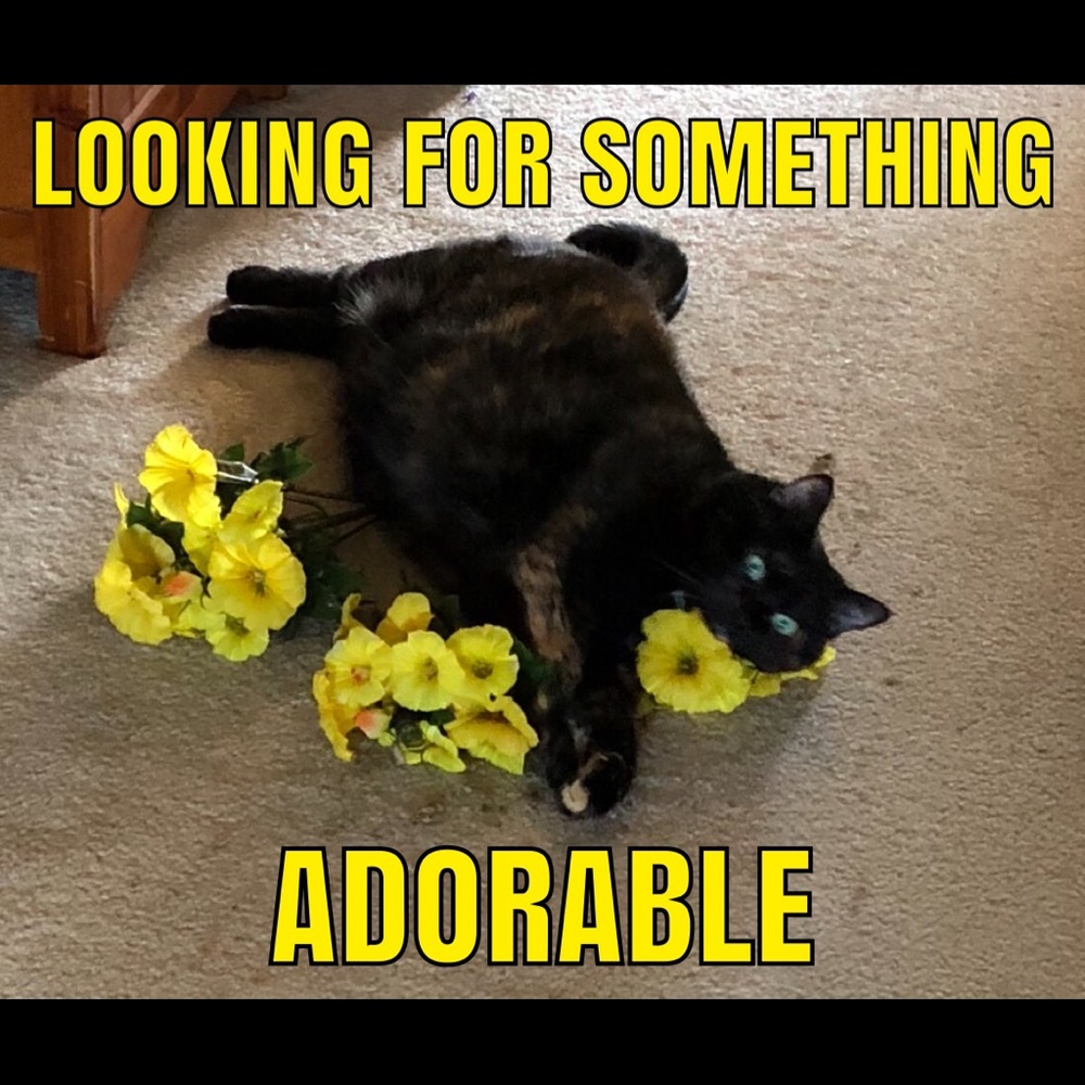 Shopping magic inspired by my kitty...